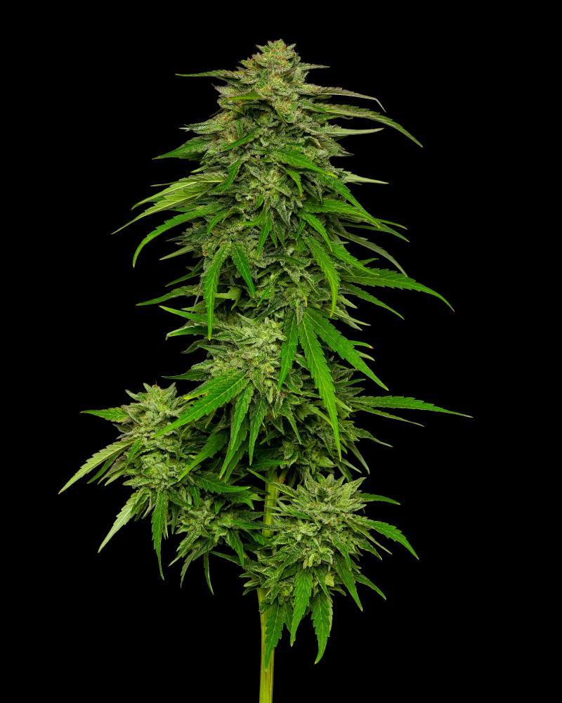 Mango Serbert cannabis flower