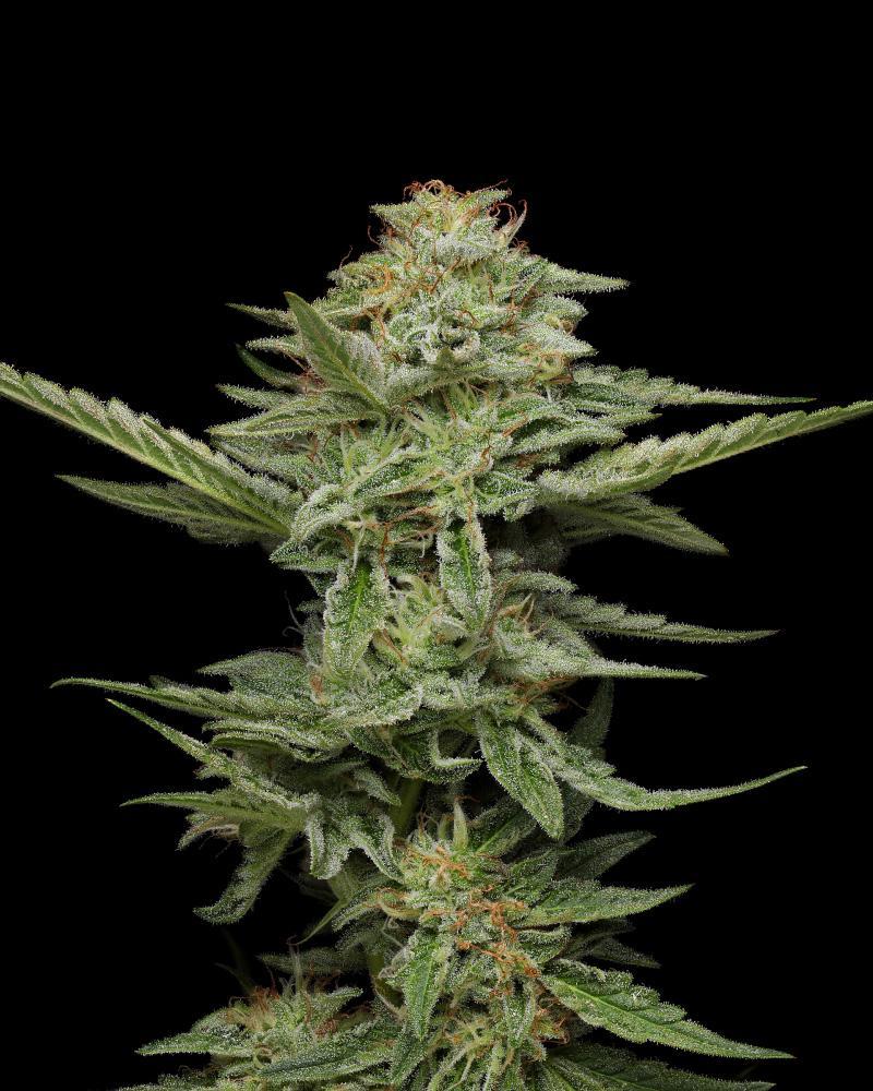 Pistachio cannabis flower