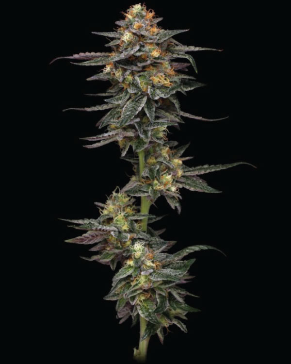 cannabis flower