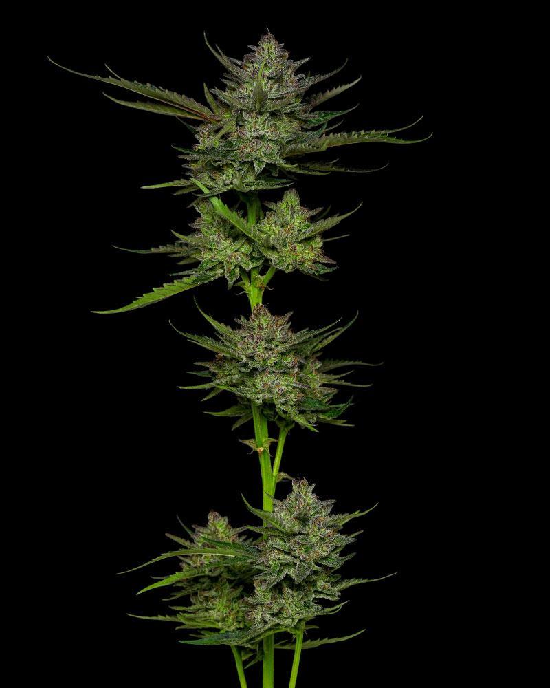Sour Apple Auto Flower cannabis