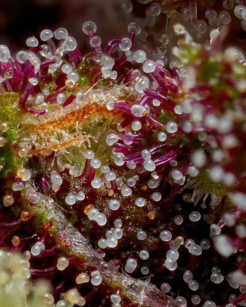 Squirt tricomas de cannabis