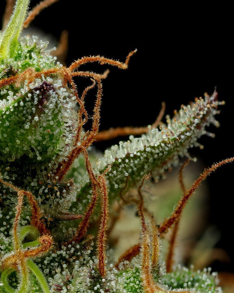 Strawberry Cheesecake cannabis flower trichomes and pistils