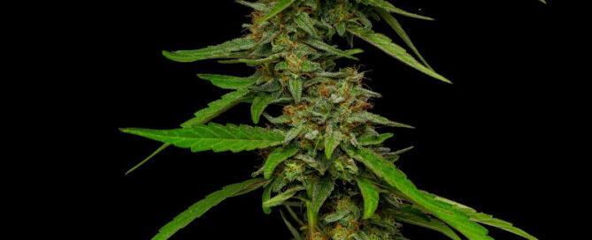 Strawberry Cheesecake cannabis flower nug and leaves