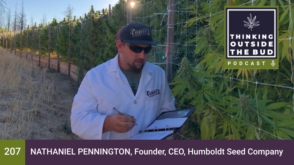 Nat pennington looking at cannabis plants