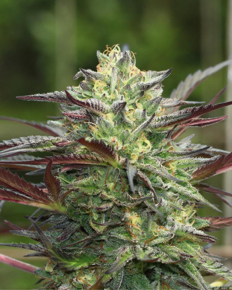 Girl Scout Cookies cannabis flower