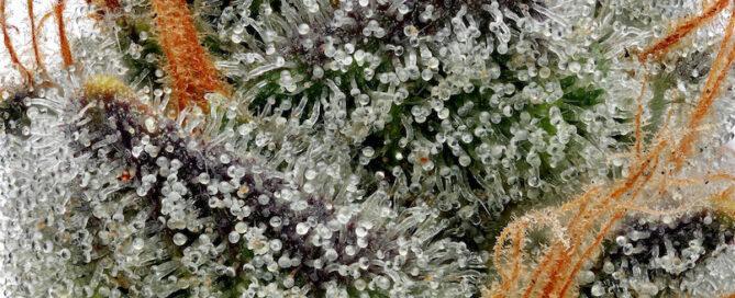Cannabisblütenstempel und Trichome