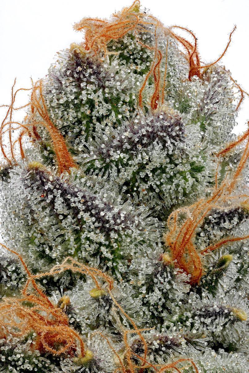 pistils et trichomes de la fleur de cannabis