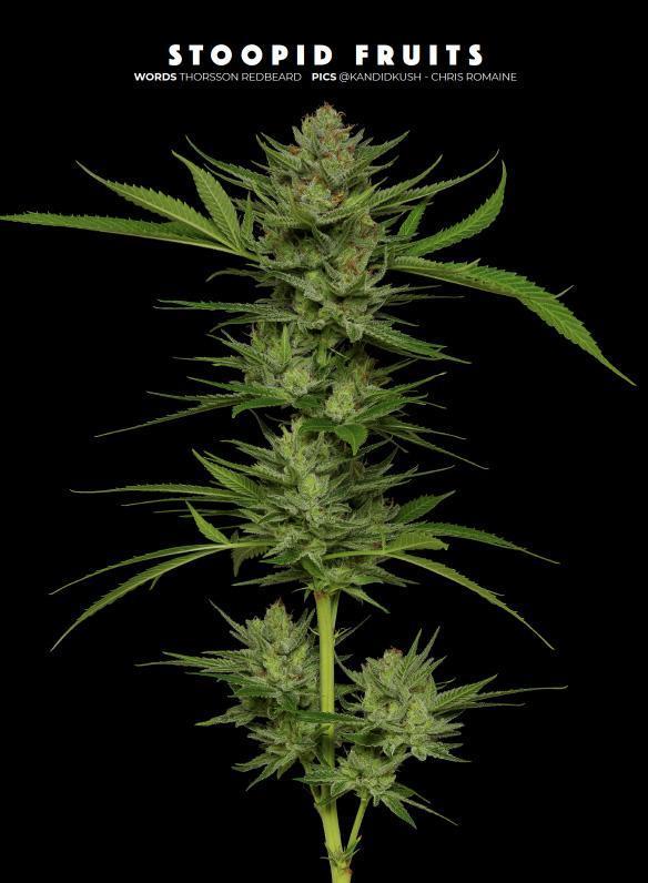 stoopid fruits cannabis flower