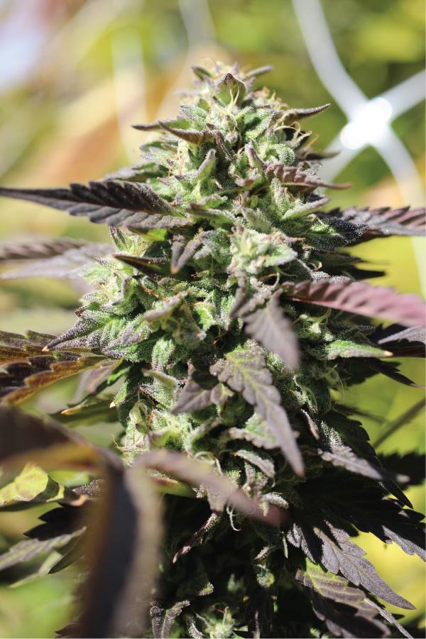 Chunkadelic cannabis flower