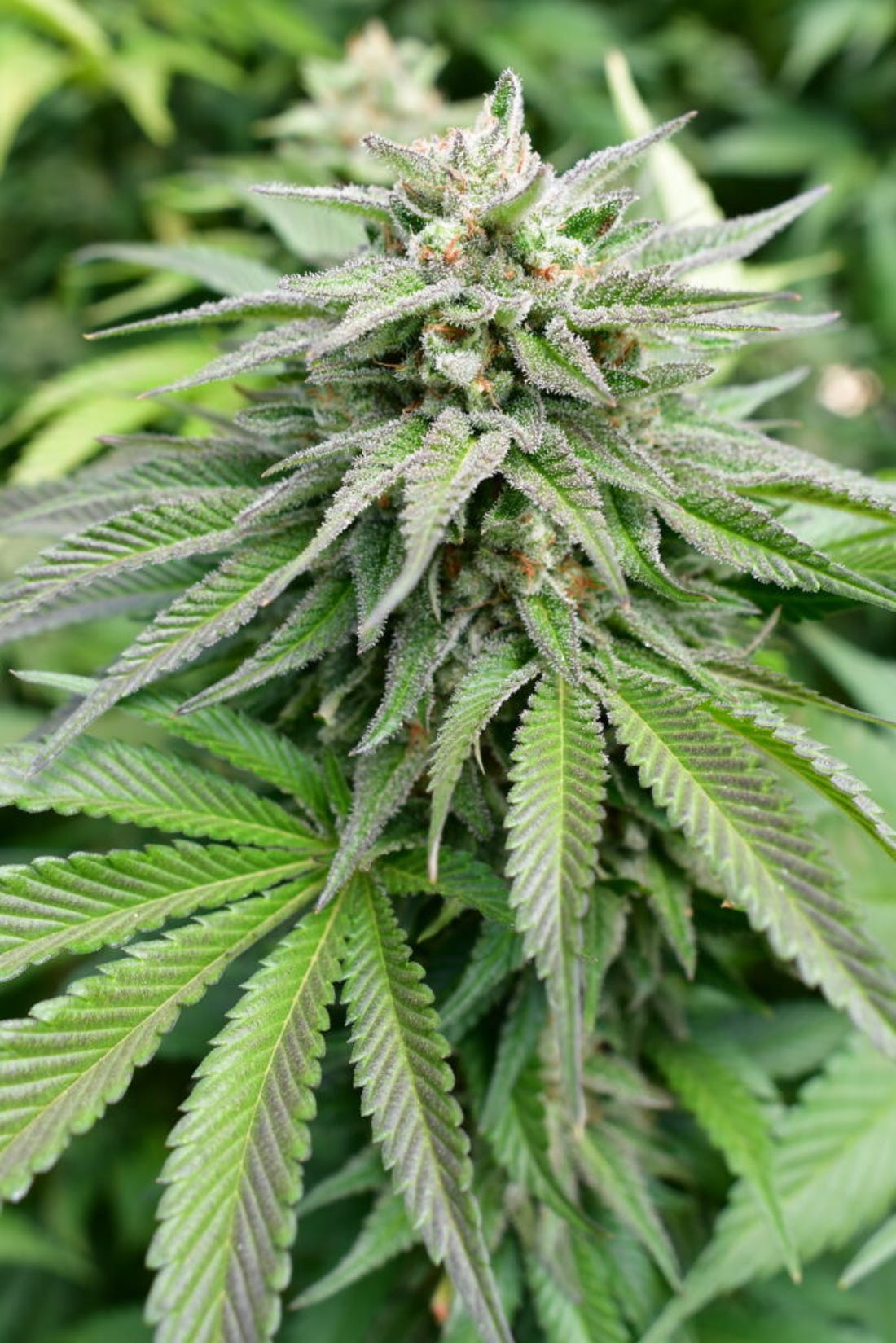 Sour Apple Strain Sour Apple Strain