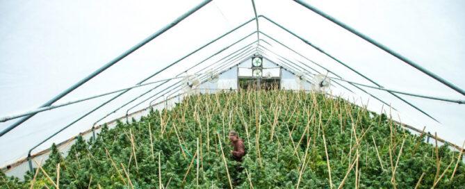 Gewächshaus voll mit Cannabispflanzen