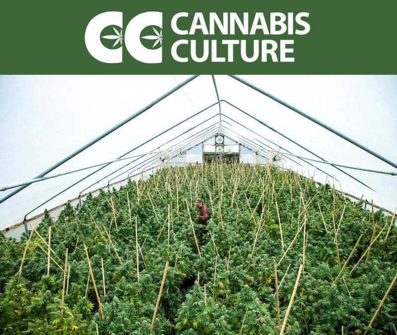 serre remplie de plantes de cannabis