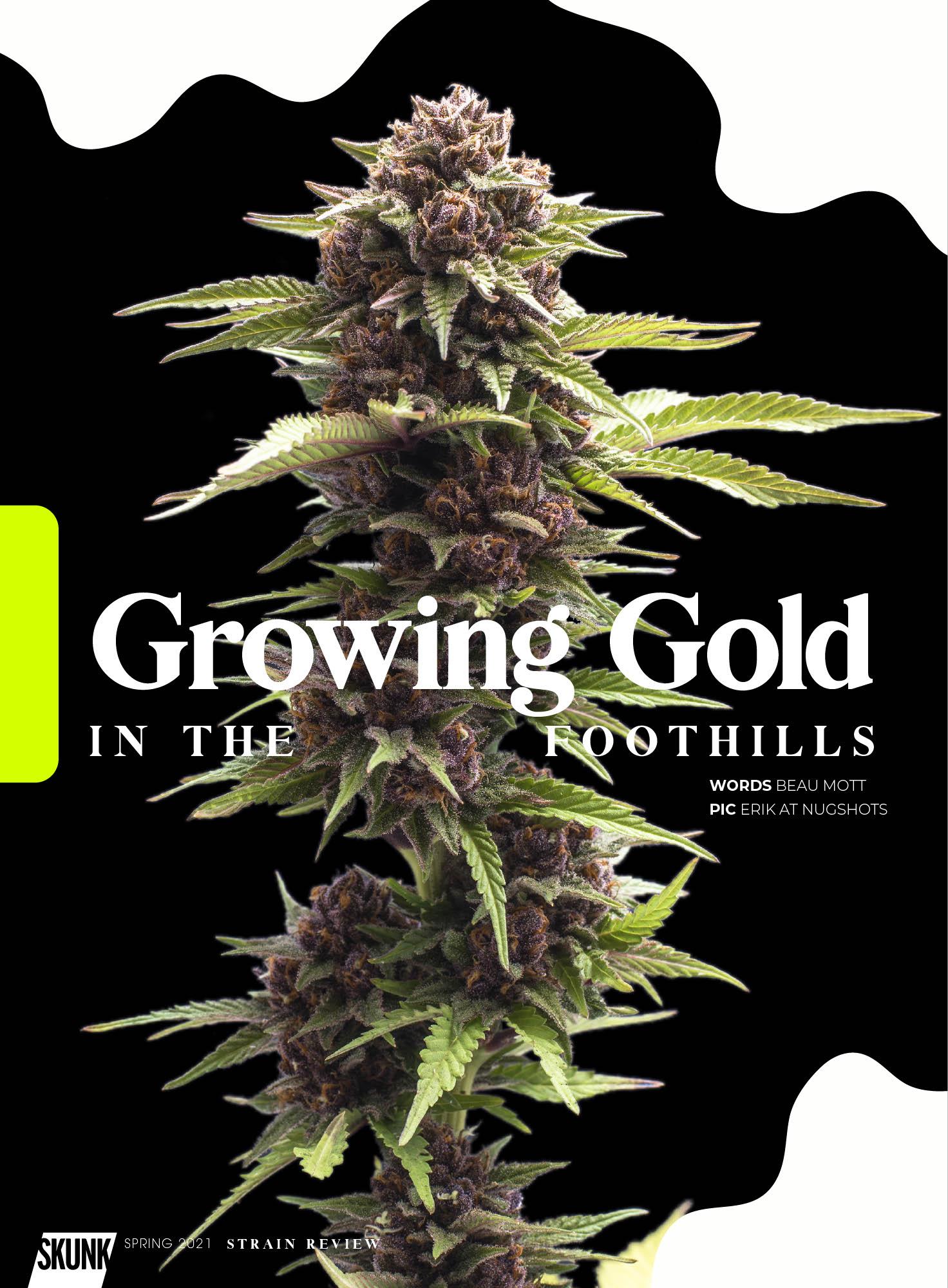 growing gold cannabis flower