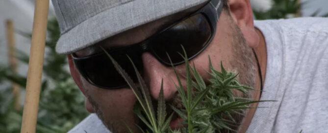 Nat Pennington riecht an Cannabisblüten