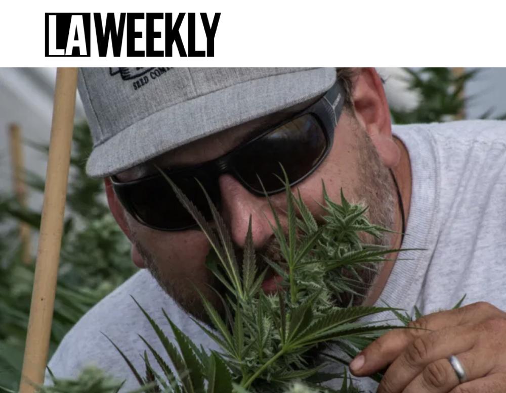 Nat Pennington smelling cannabis flower