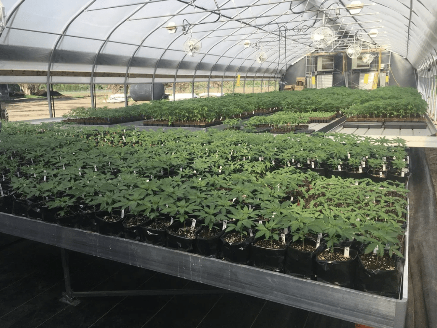 rows of cannabis plants in greenhouse