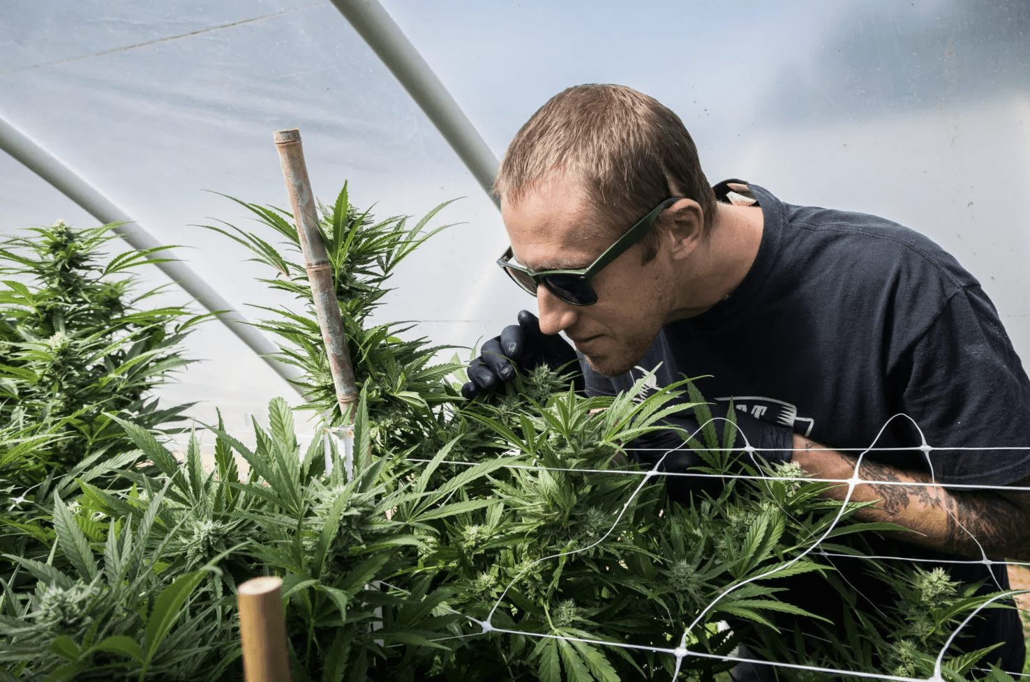 ben lind smelling cannabis plants in greenhouse