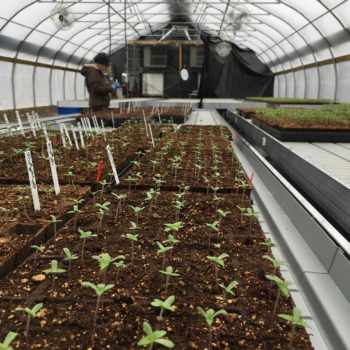 rows of cannabis plants in soil at greenhouse
