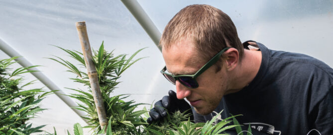 ben lind riecht an cannabispflanzen