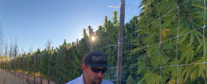Nat Pennington in einem Feld mit Cannabispflanzen