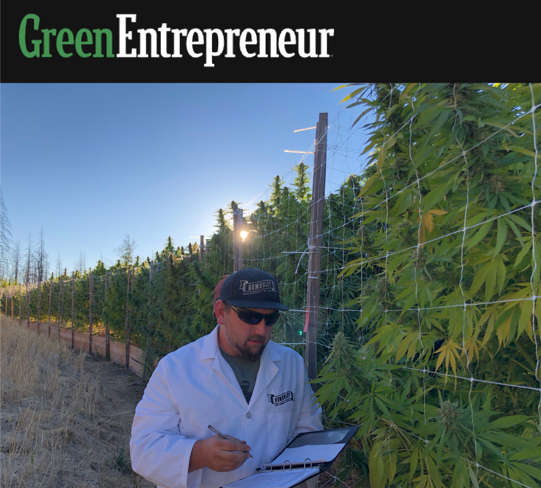 Nat Pennington in field of cannabis plants