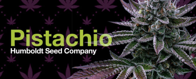 Headstash Cannabis Blume