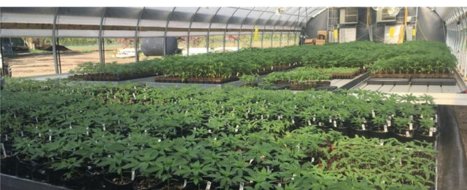 CBE Business Insider Cannabispflanzen auf dem Feld