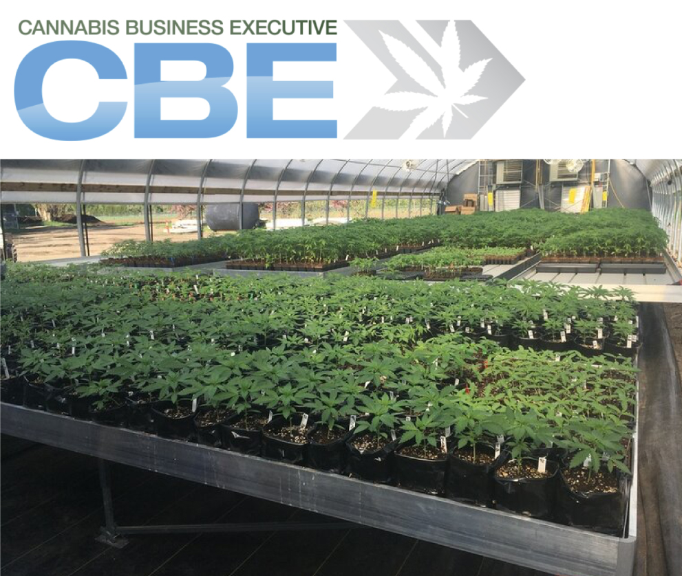 CBE Business Insider cannabis plants in field