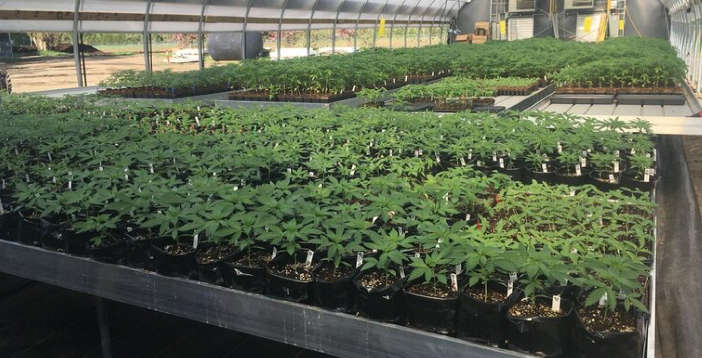 rows of cannabis plants in greenhouse