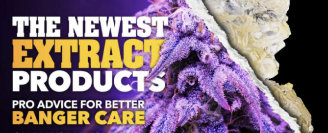 Maximum Yield Cannabis Feature Titelblatt