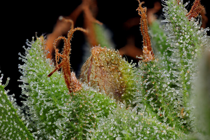 Blueberry Muffin cannabis trichomes and pistils