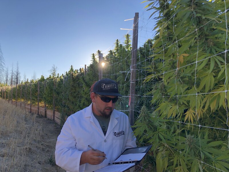 Nathaniel Pennington looking at cannabis plants in white lab coat
