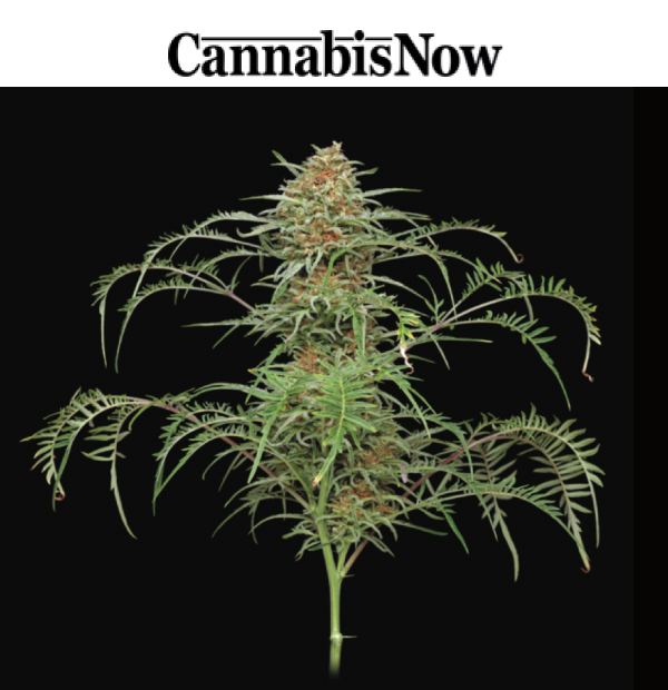 Cannabis Now News Article