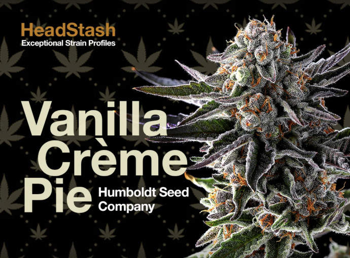 Vanilla Creme Pie cannabis flower