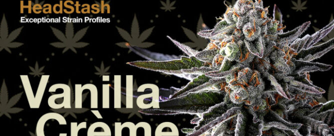 HeadStash: Vanilla Crème Pie Cannabispflanze