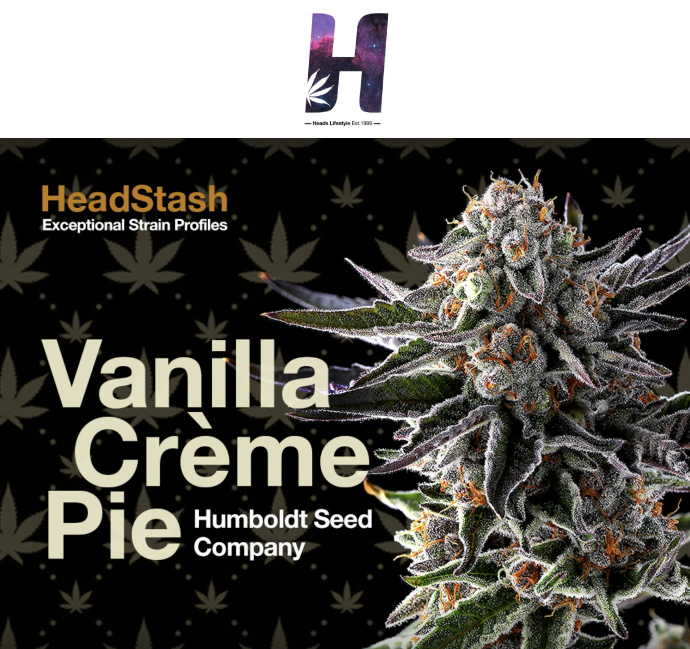 HeadStash: Vanilla Crème Pie cannabis plant