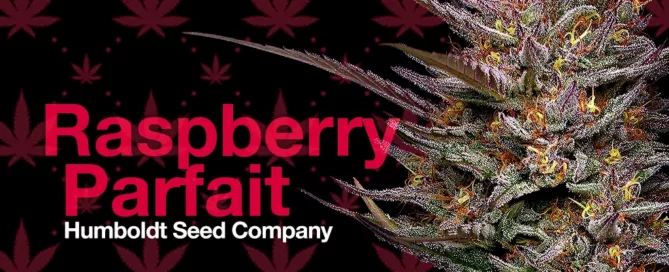 HeadStash: Raspberry Parfait Cannabisblüten