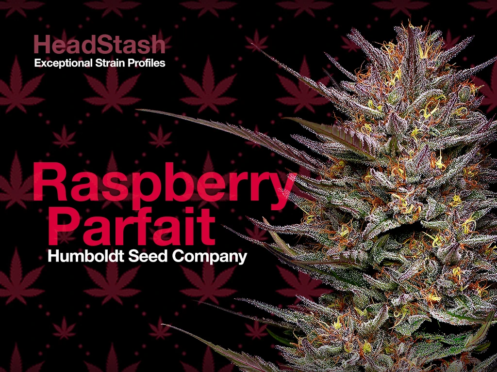 HeadStash: Raspberry Parfait cannabis flower