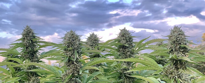 Cannabispflanzen im Feld unter Wolken