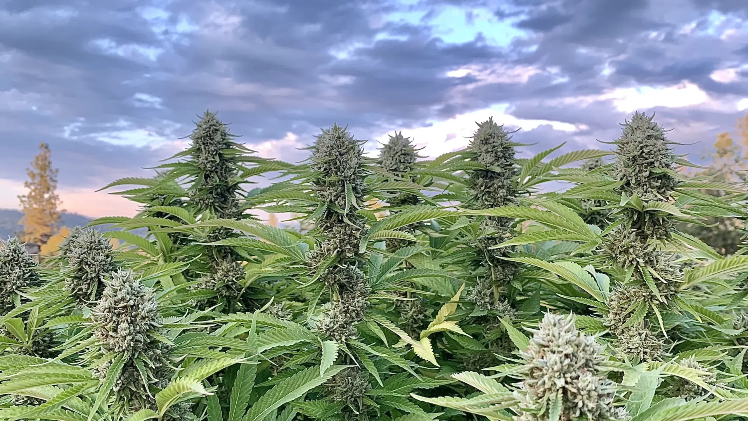cannabis plants in field