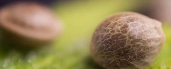 Cannabis-Samen