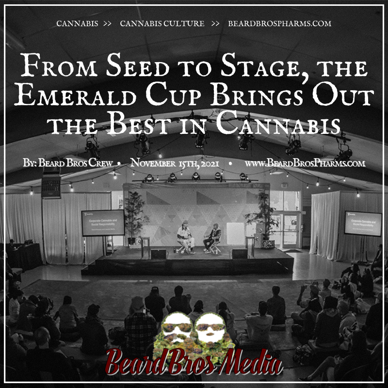 De la semilla al escenario, la Emerald Cup saca lo mejor del cannabis