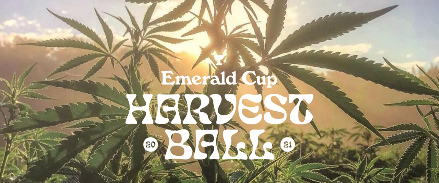 Harvest Ball emerald cup logo in front of cannabis plants