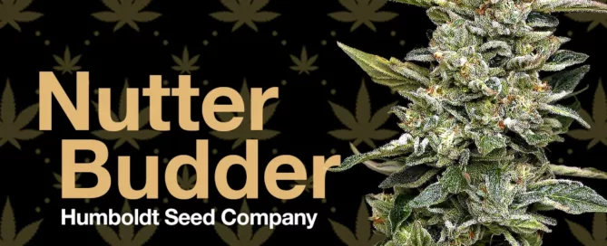 Headstash Feature Nutter Budder Cannabis Blume