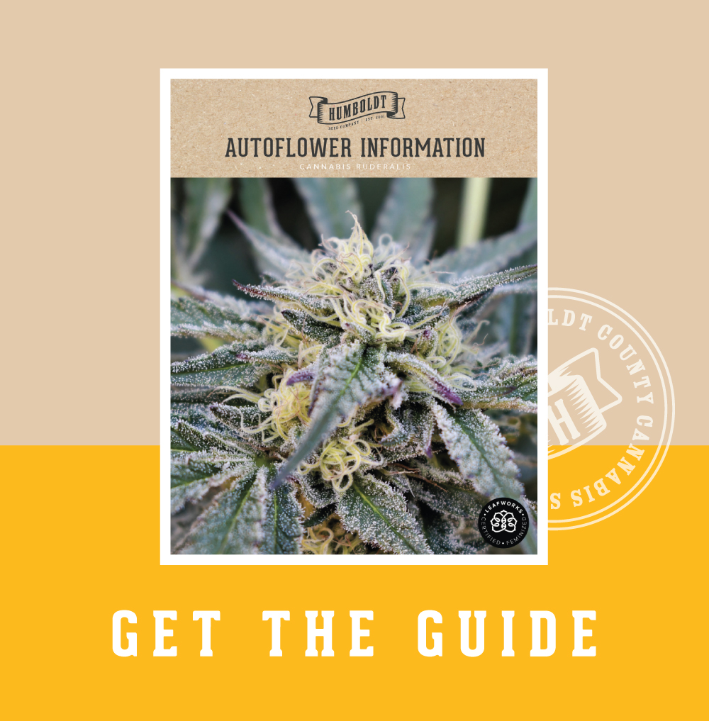 Autoflower Seed Guide cannabis plant