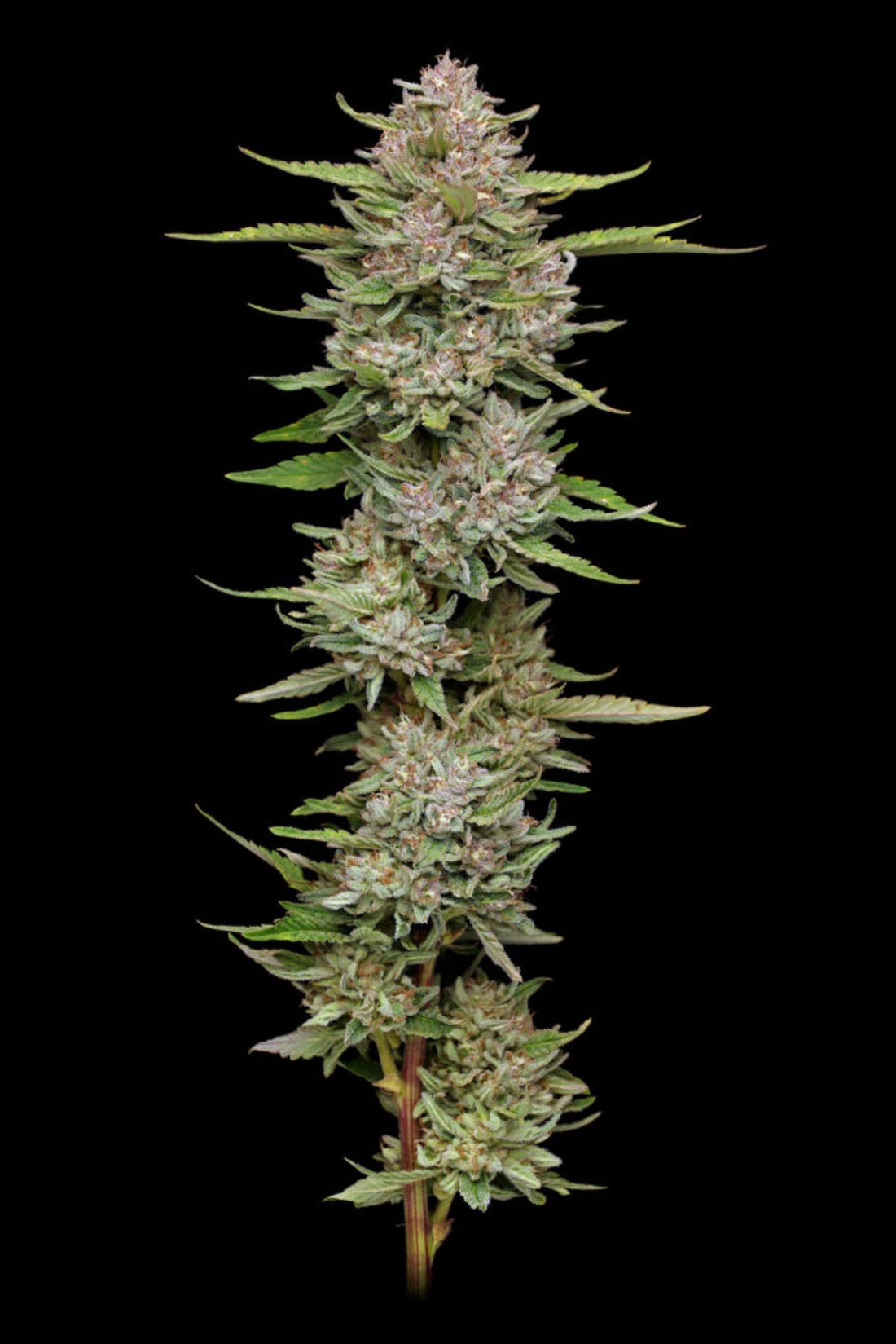 Hella Jelly Cannabis Flower