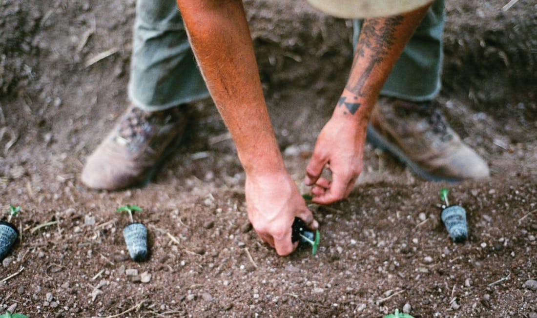 two hands Planting Autoflower cannabis Seeds in soil Humboldt County