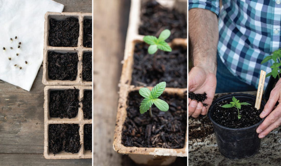 autoflower seeds being planted in pots