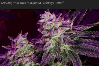 raspberry parfait Cannabisblüten