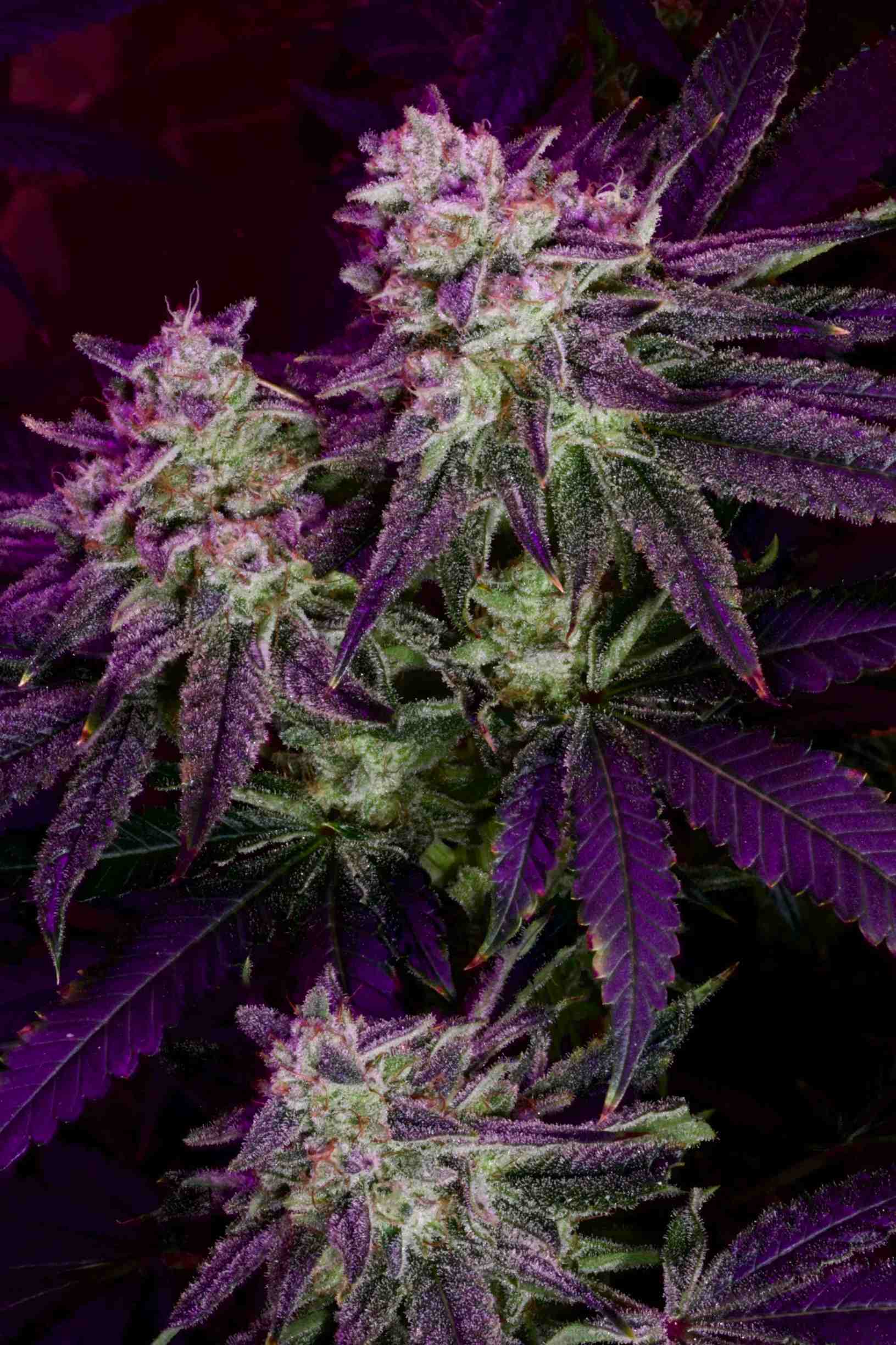 Purple Panty Dropper (Humboldt Seed Company) :: Cannabis Strain Info